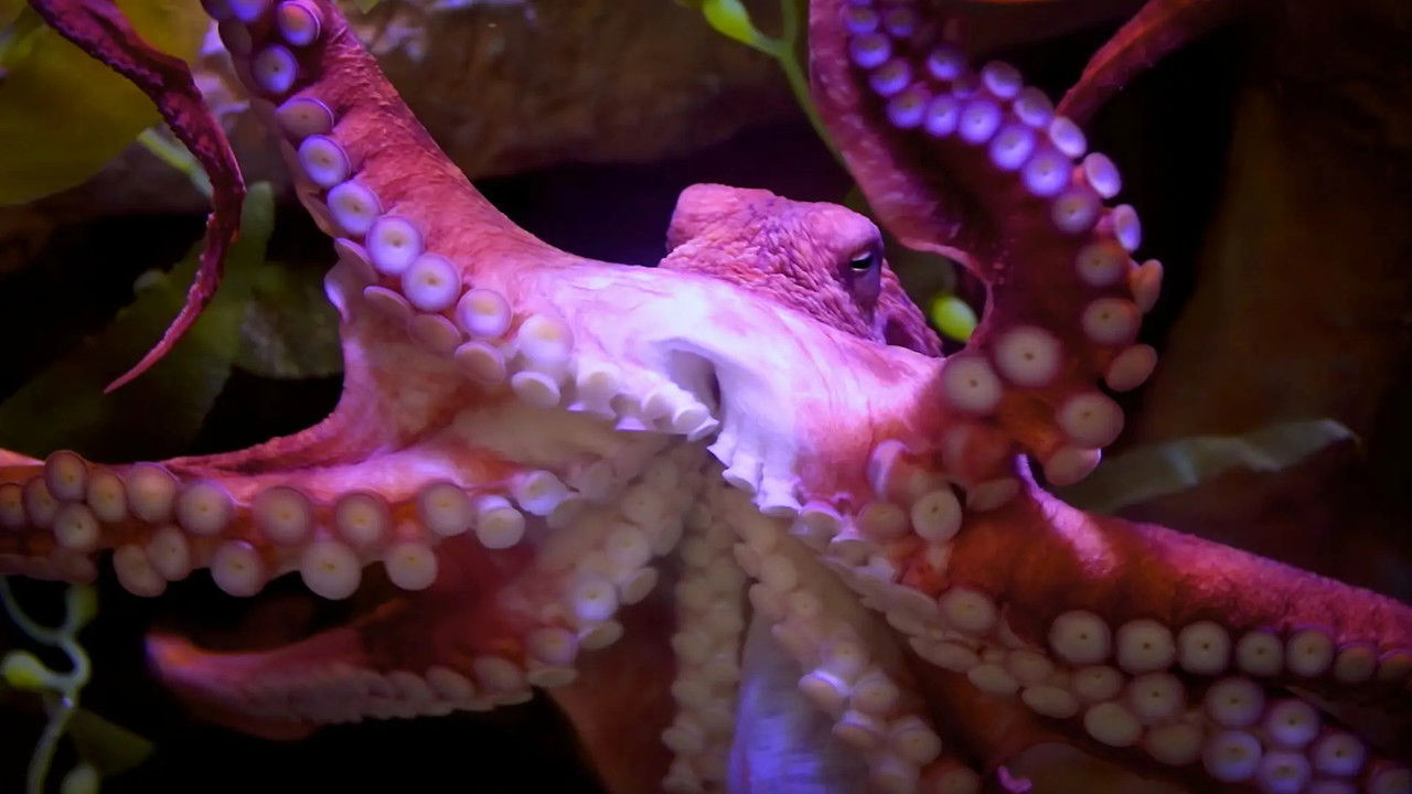 Just Animals — Épisode 6