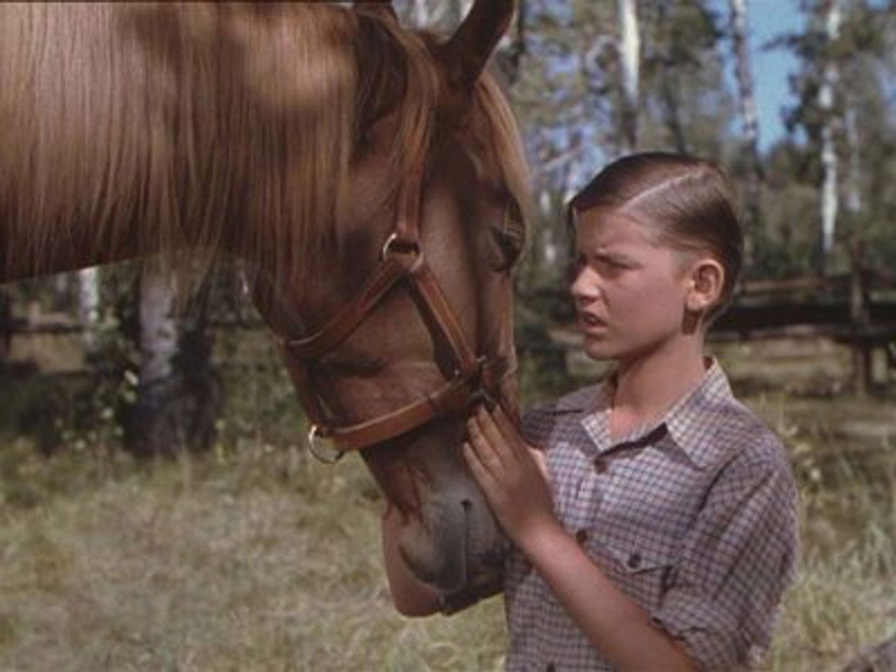 Mon amie Flicka — Bien mal acquis