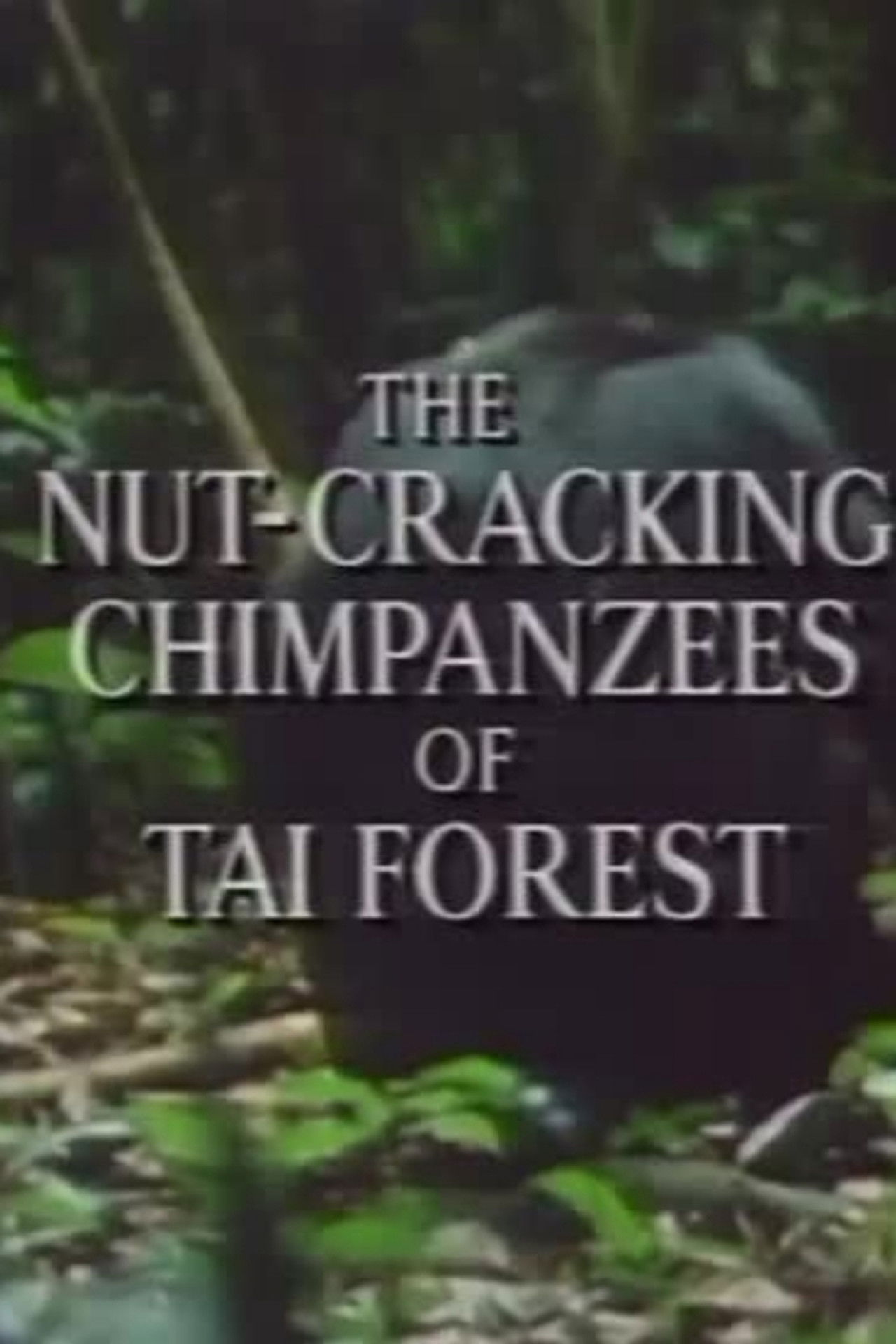 The Nut Cracking Chimpanzees of Taï Forest Backdrop
