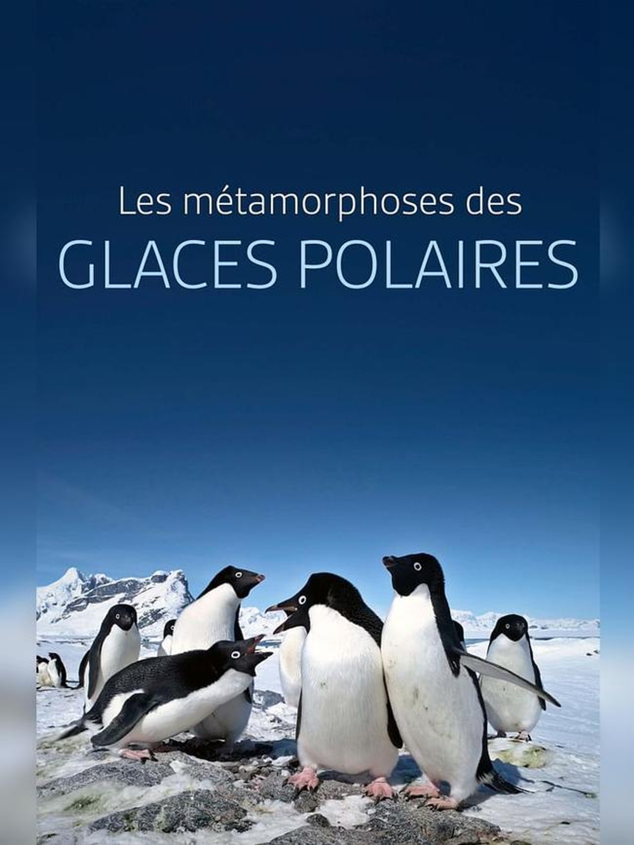 Les métamorphoses des glaces polaires : Un défi pour les écosystèmes
