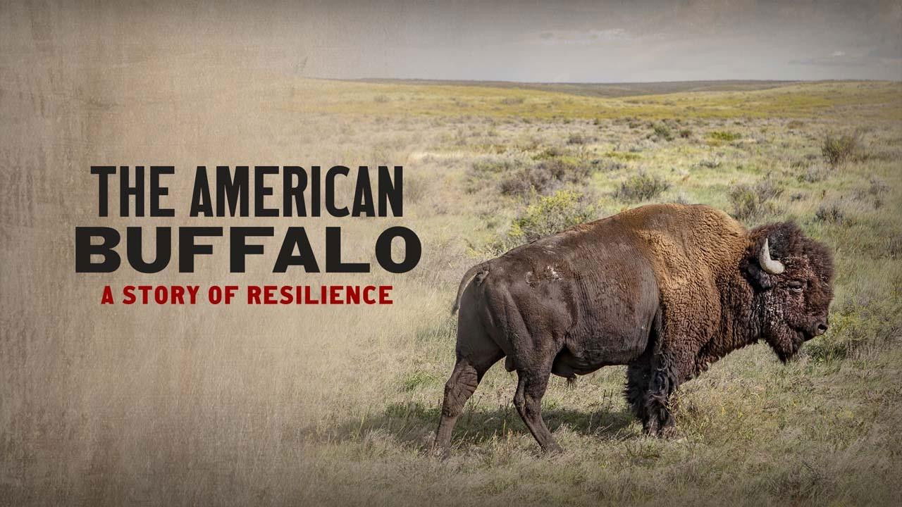 Bison : une histoire de l'Amérique — Épisode 1