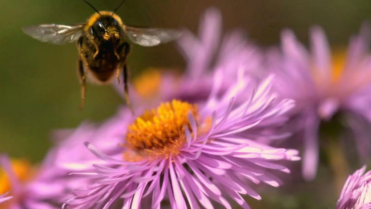 Drôle de nature — Vomi d'Abeilles