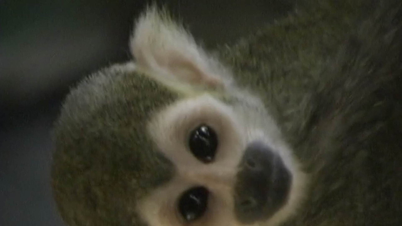 Fondo