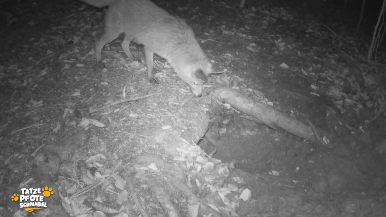 Tatze, Pfote, Schnabel - Season 1 Episode 16 : Episode 16