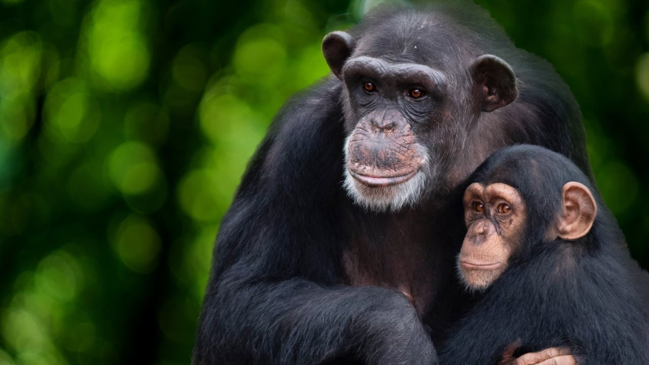 Cast and Crew of Meet the Chimps