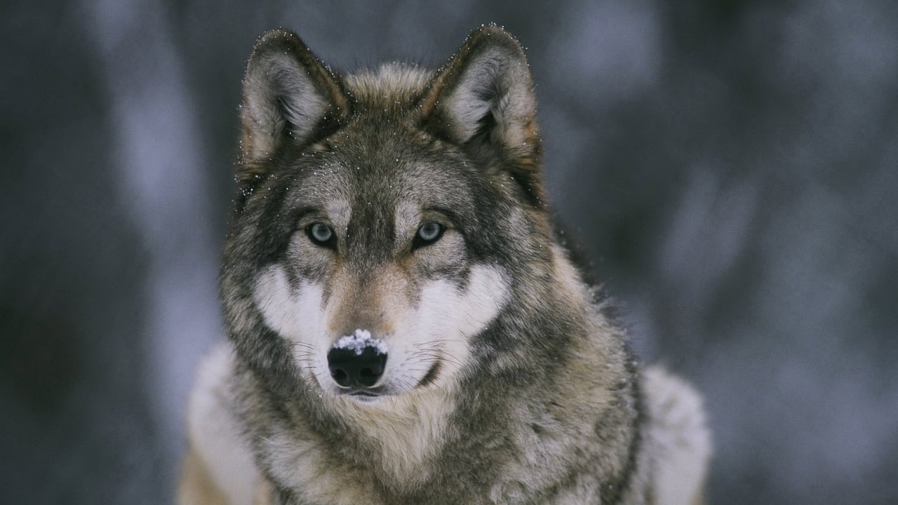 Nature - Season 26 Episode 2 : In the Valley of the Wolves