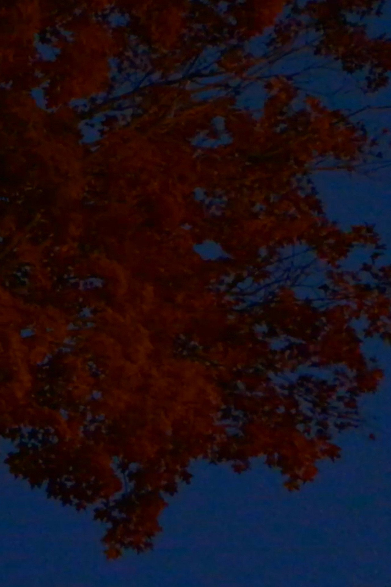 Orpheus filmaffisch