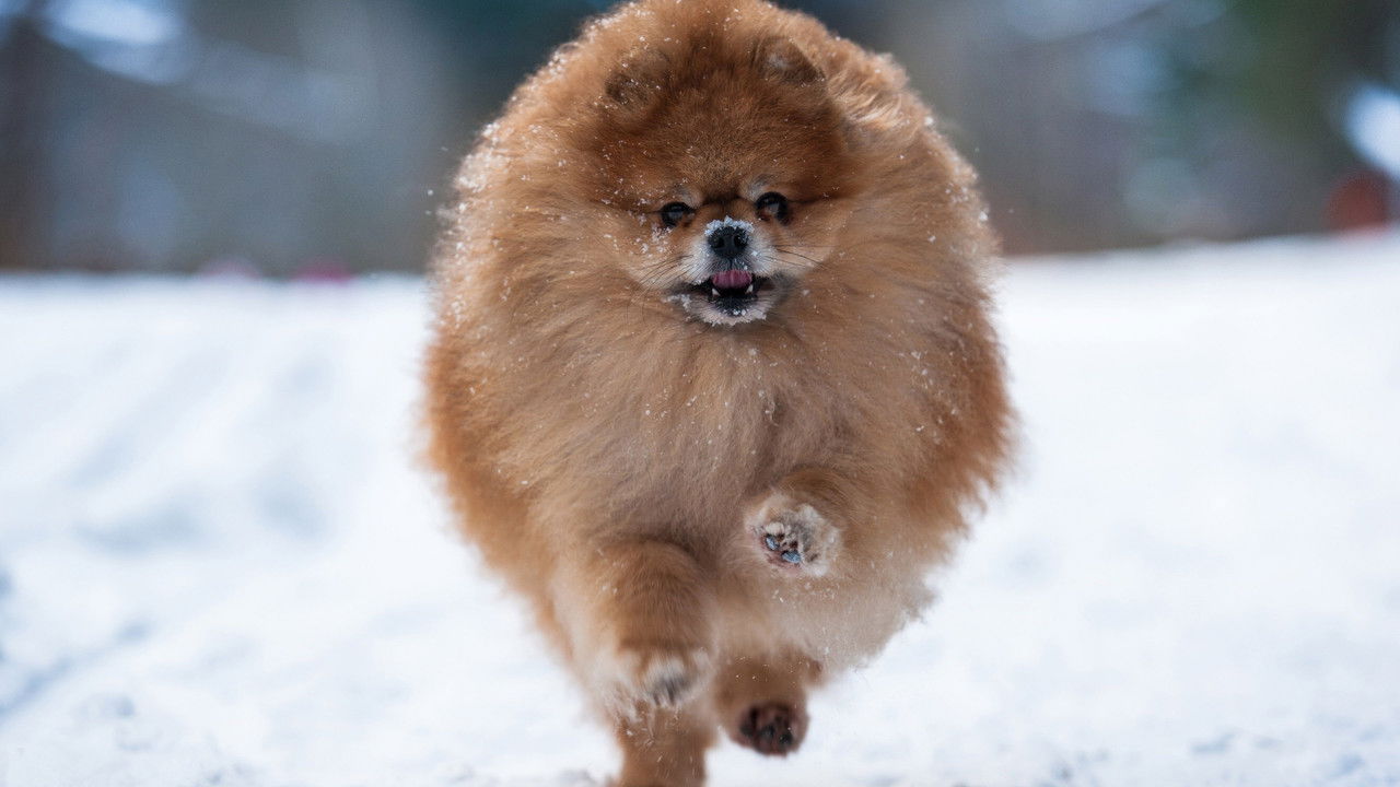 The Cute Ones official wallpaper