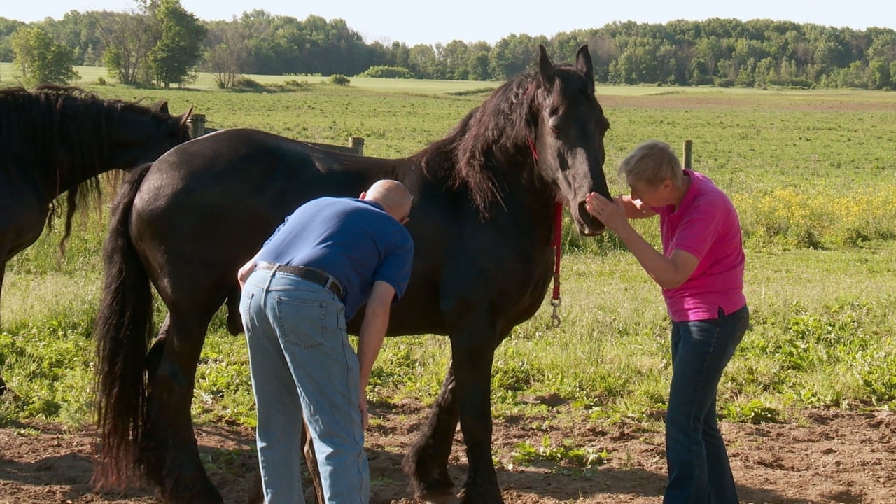 The Incredible Dr. Pol - Season 10 Episode 8 : Foaly Moses!