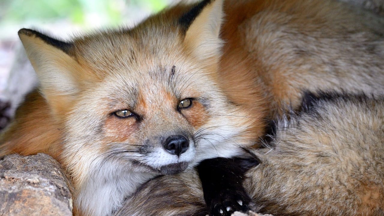 Scen från A Wild Fox Life