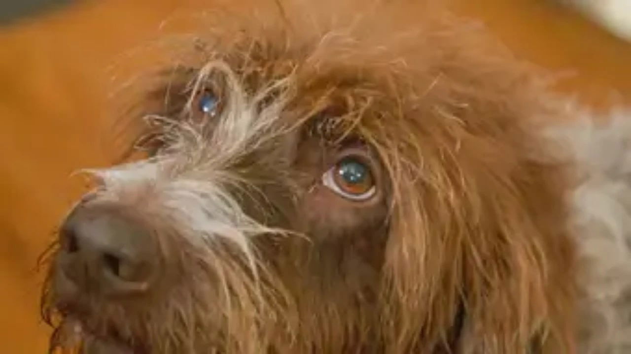 The Wizard of Paws - Season 5 Episode 9 : Boundless Birdie