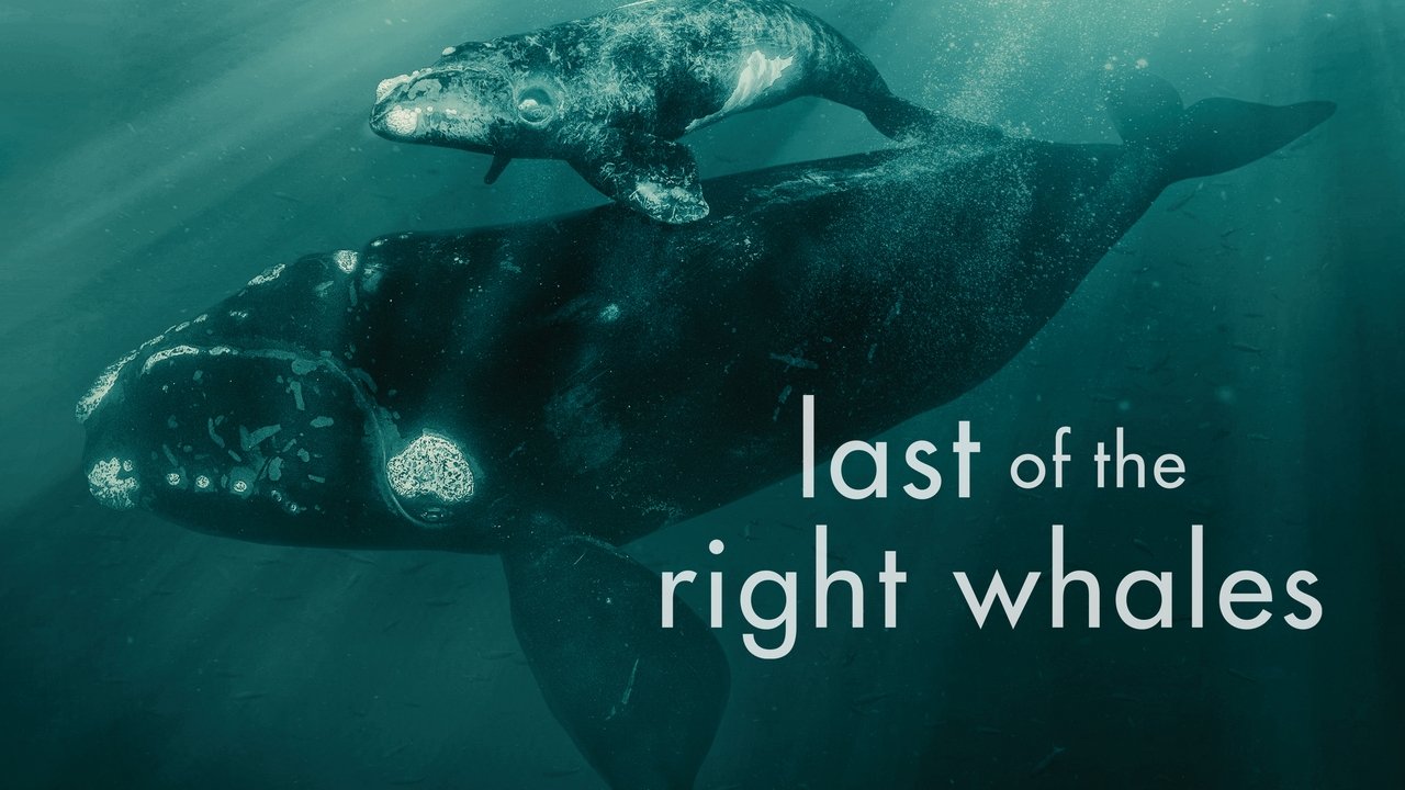 Last of the Right Whales