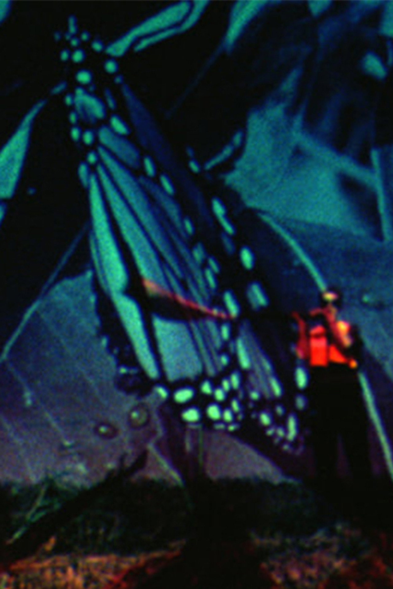 Butterfly Disaster filmaffisch