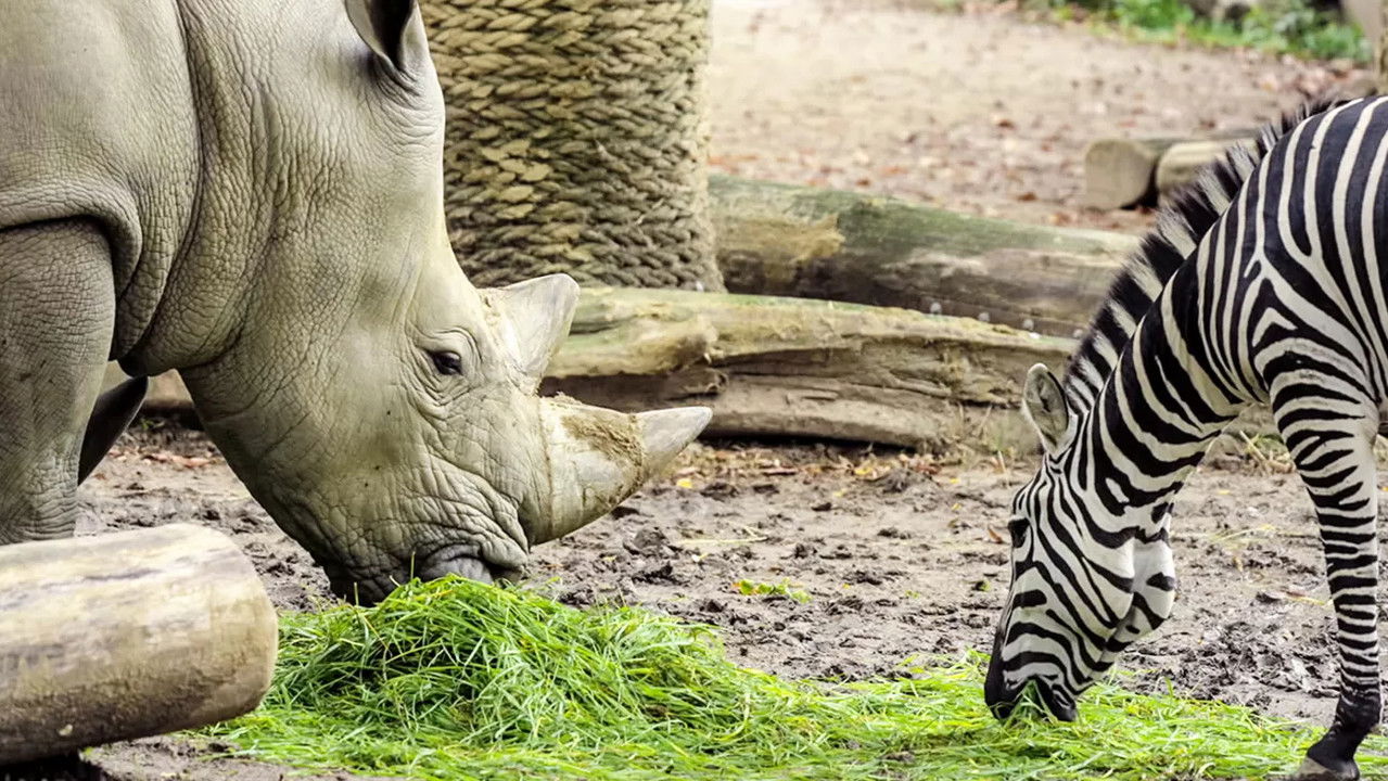 Het Echte Leven in de ZOO — Épisode 8