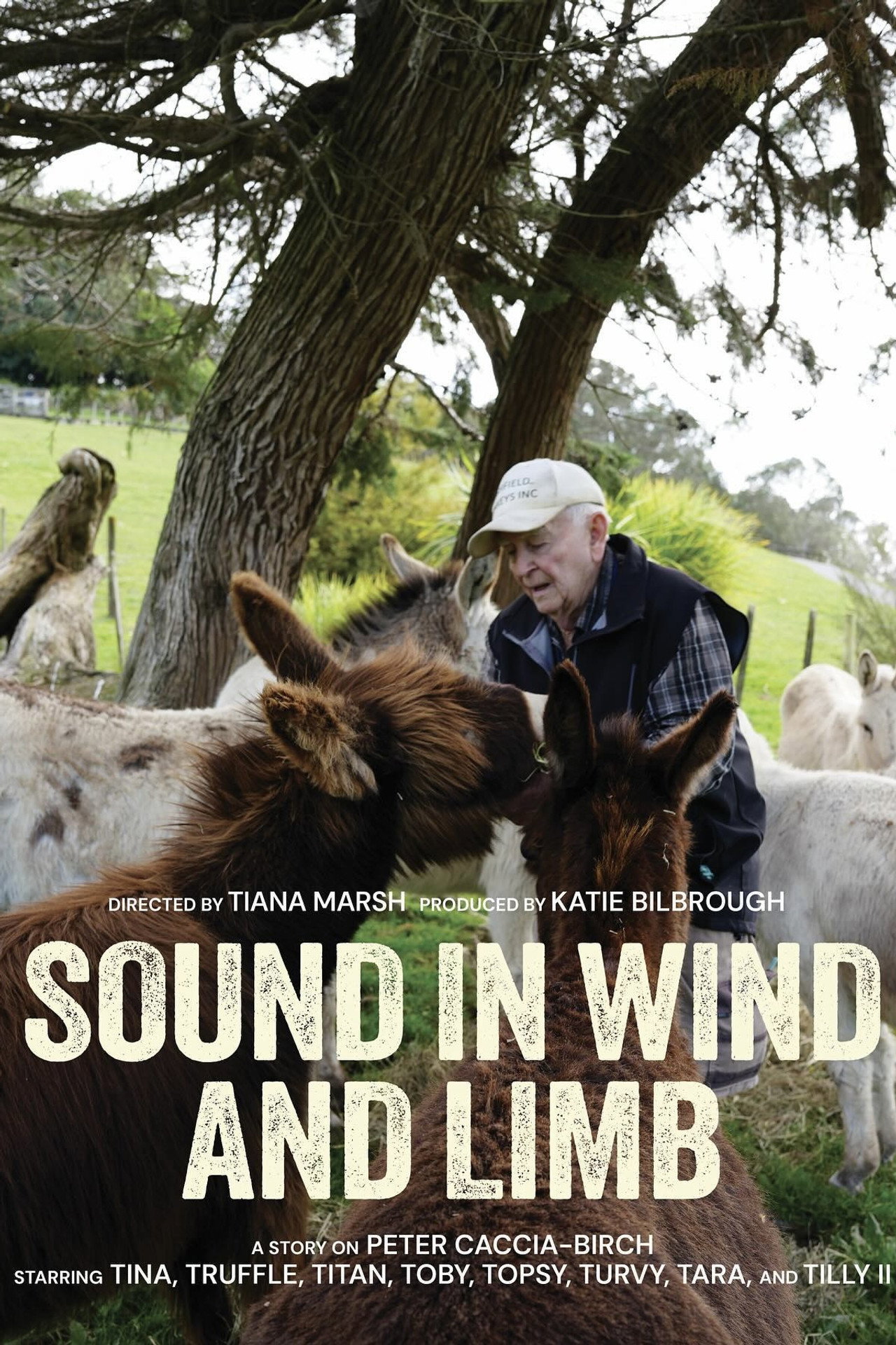 Sound in Wind and Limb Backdrop
