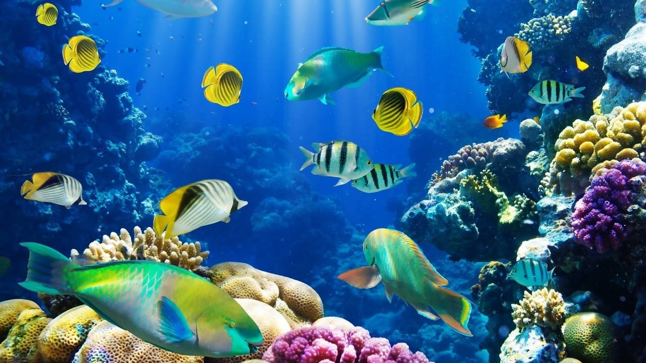 Fish School 2 Backdrop Image