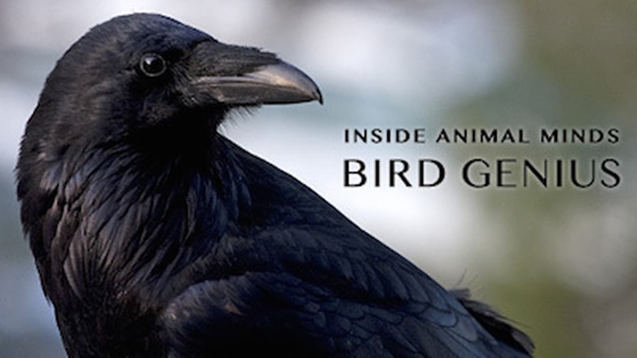 NOVA - Season 41 Episode 17 : Inside Animal Minds: Bird Genius