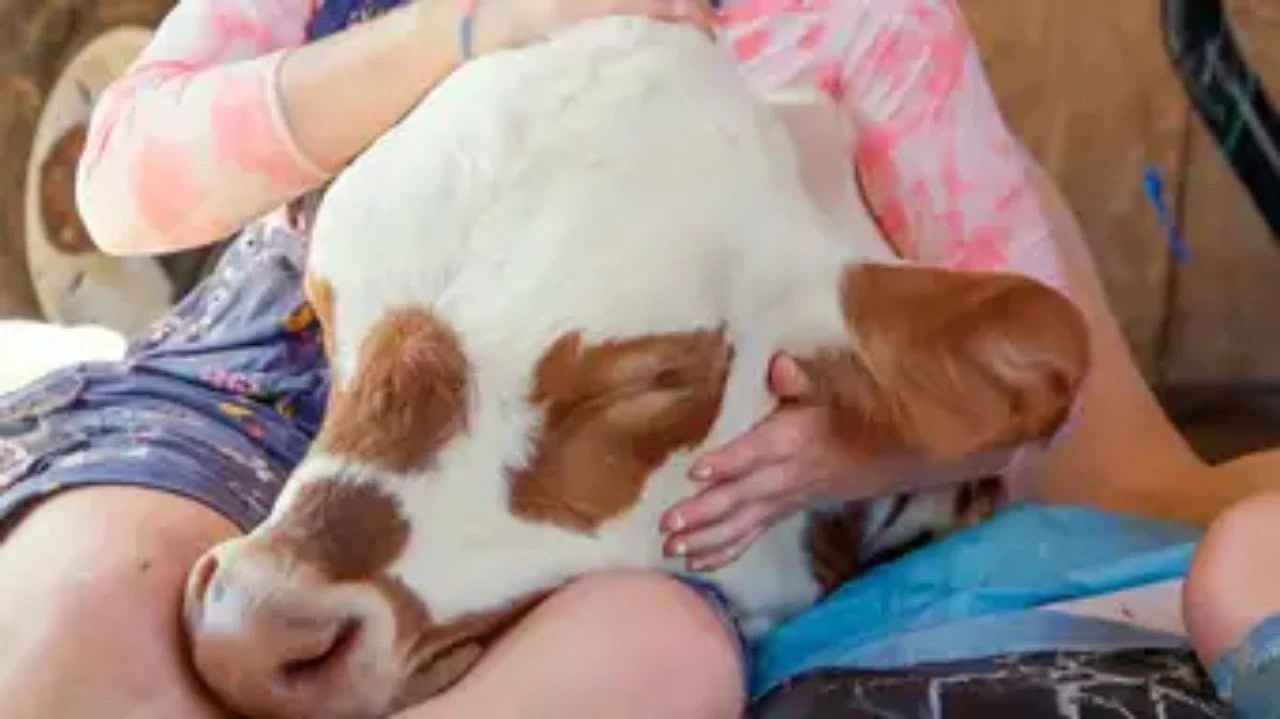 The Wizard of Paws - Season 5 Episode 6 : Super Cow