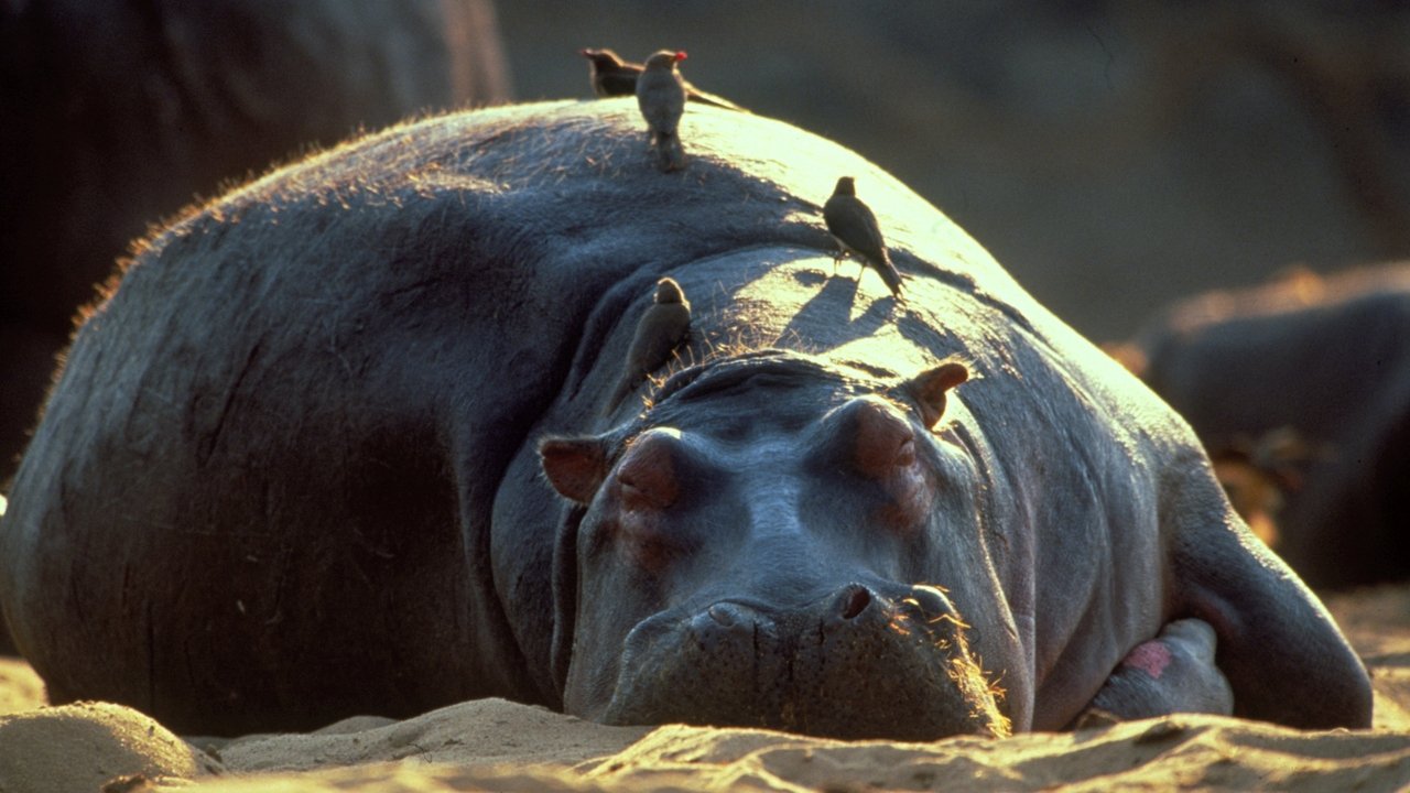 Nature - Season 22 Episode 1 : Hippo Beach