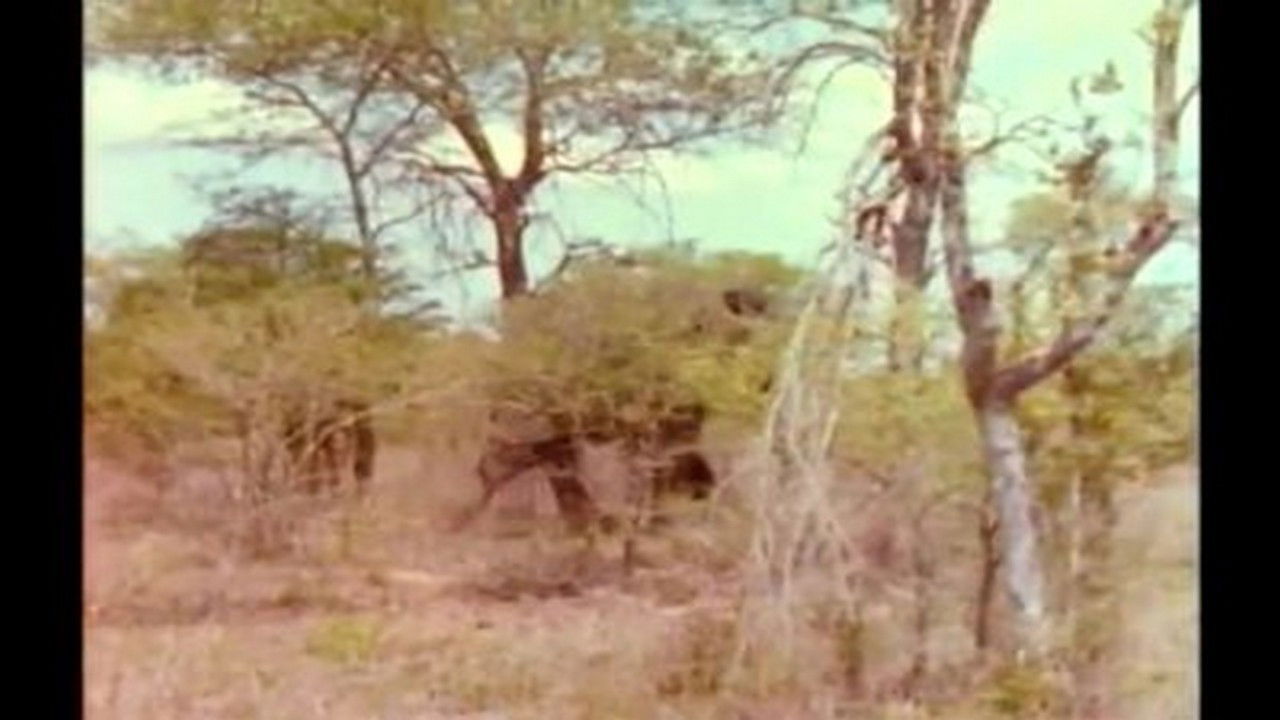 Mutual of Omaha's Wild Kingdom — Épisode 18