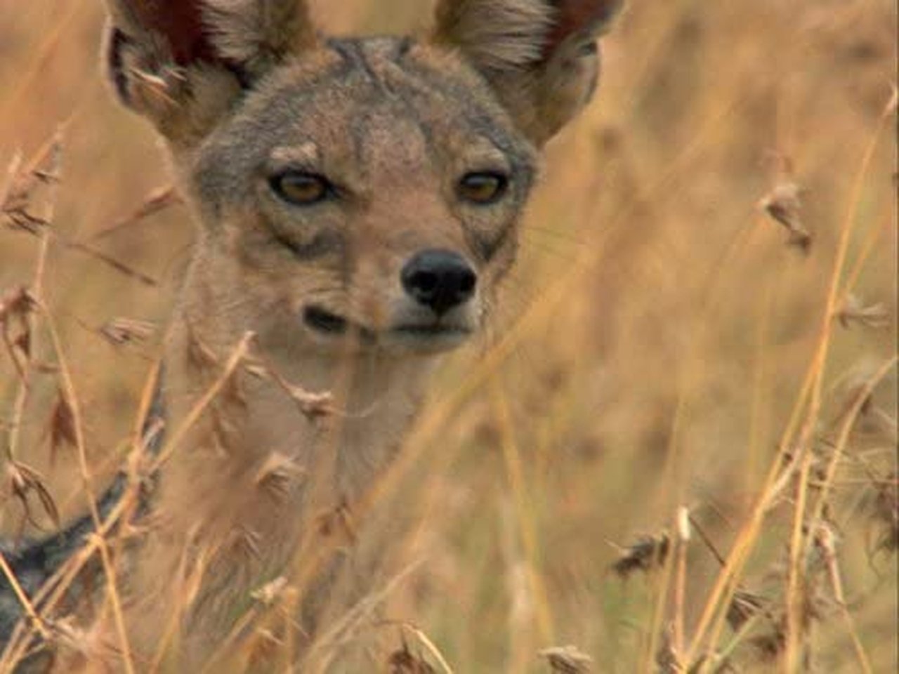 Nile: An African Odyssey