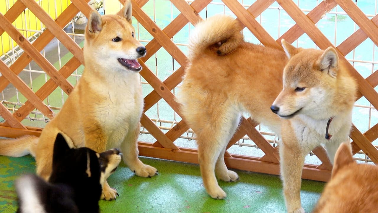Japanology Plus - Season 6 Episode 11 : Japanese Dog Breeds