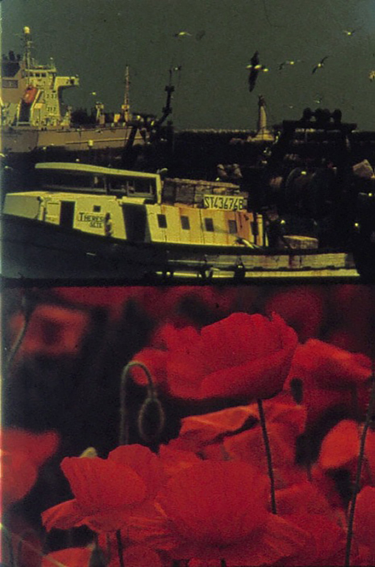 Voiliers et Coquelicots filmaffisch
