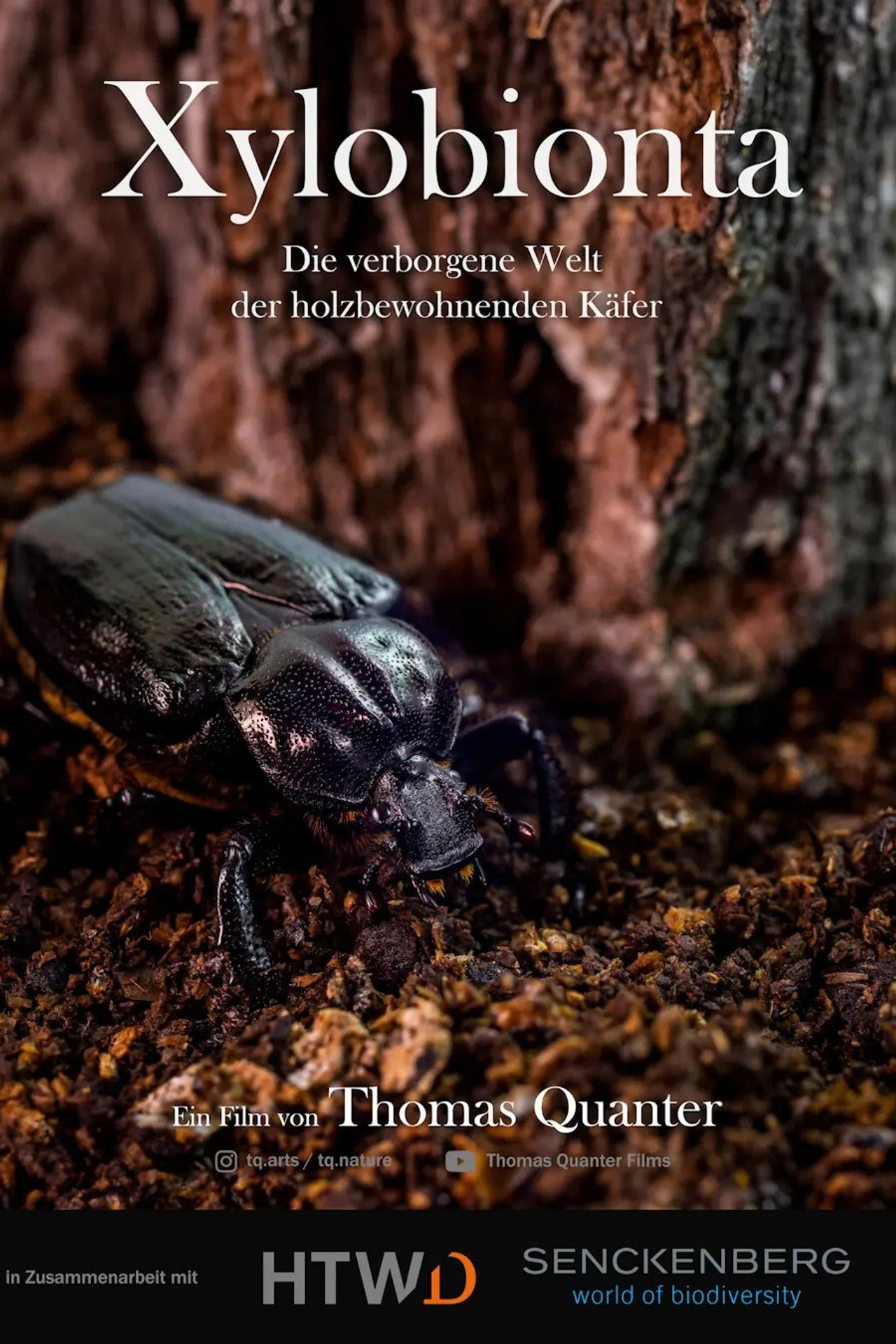 Xylobionta - die verborgene Welt der holzbewohnenden Käfer Backdrop
