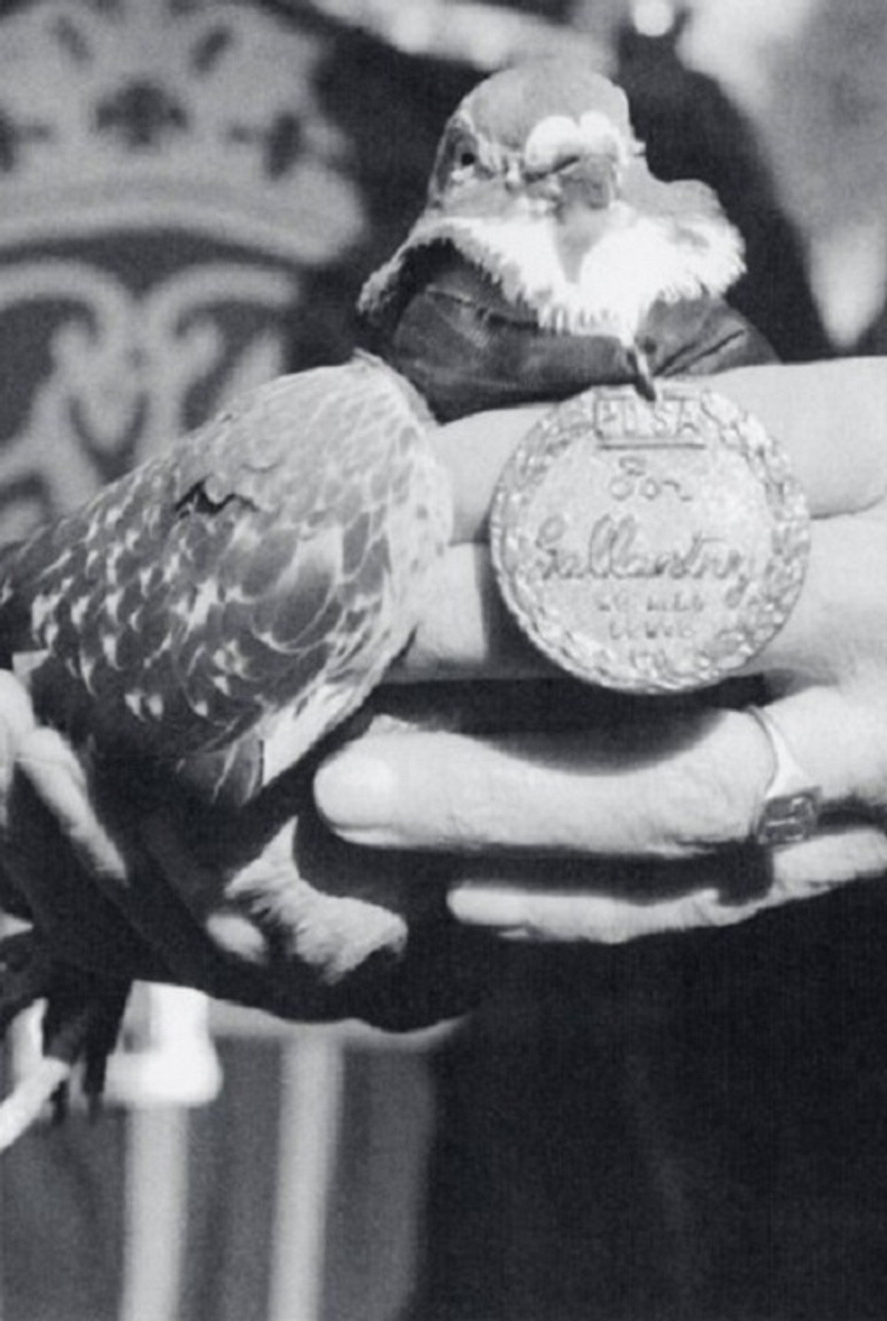 War Pigeon filmaffisch