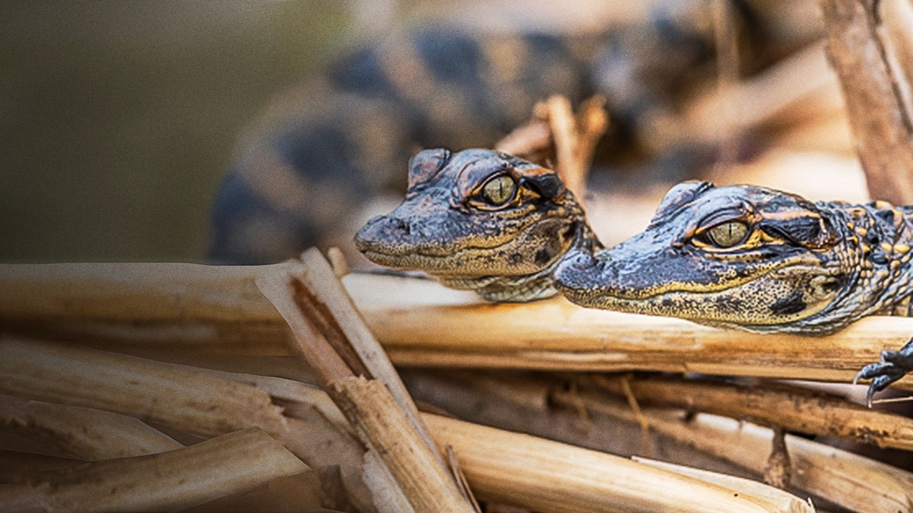 Scen från Prowlers of the Everglades