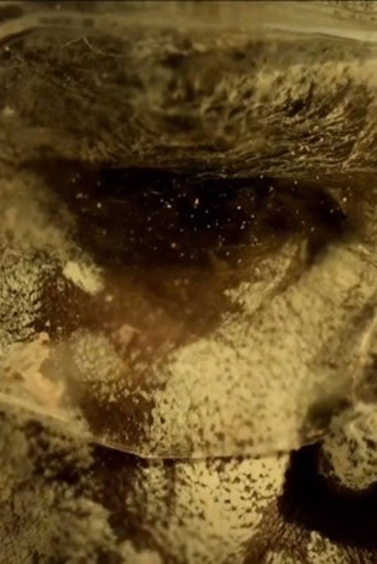 The Mermaids, or Aiden in Wonderland poster