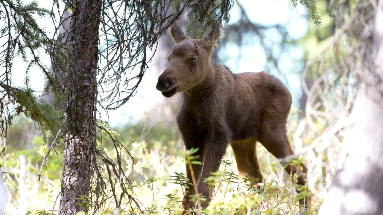 Nature - Season 34 Episode 10 : Moose: Life of a Twig Eater