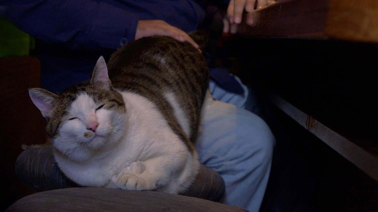 A Cat's-Eye View of Japan - Season 4 Episode 15 : Tokyo: Shinjuku Never Sleeps