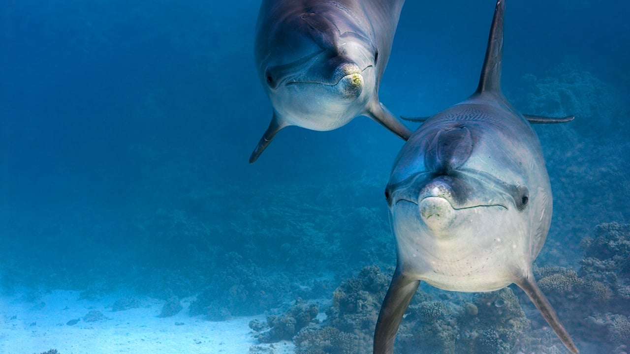 Dolphin Reef Backdrop Image