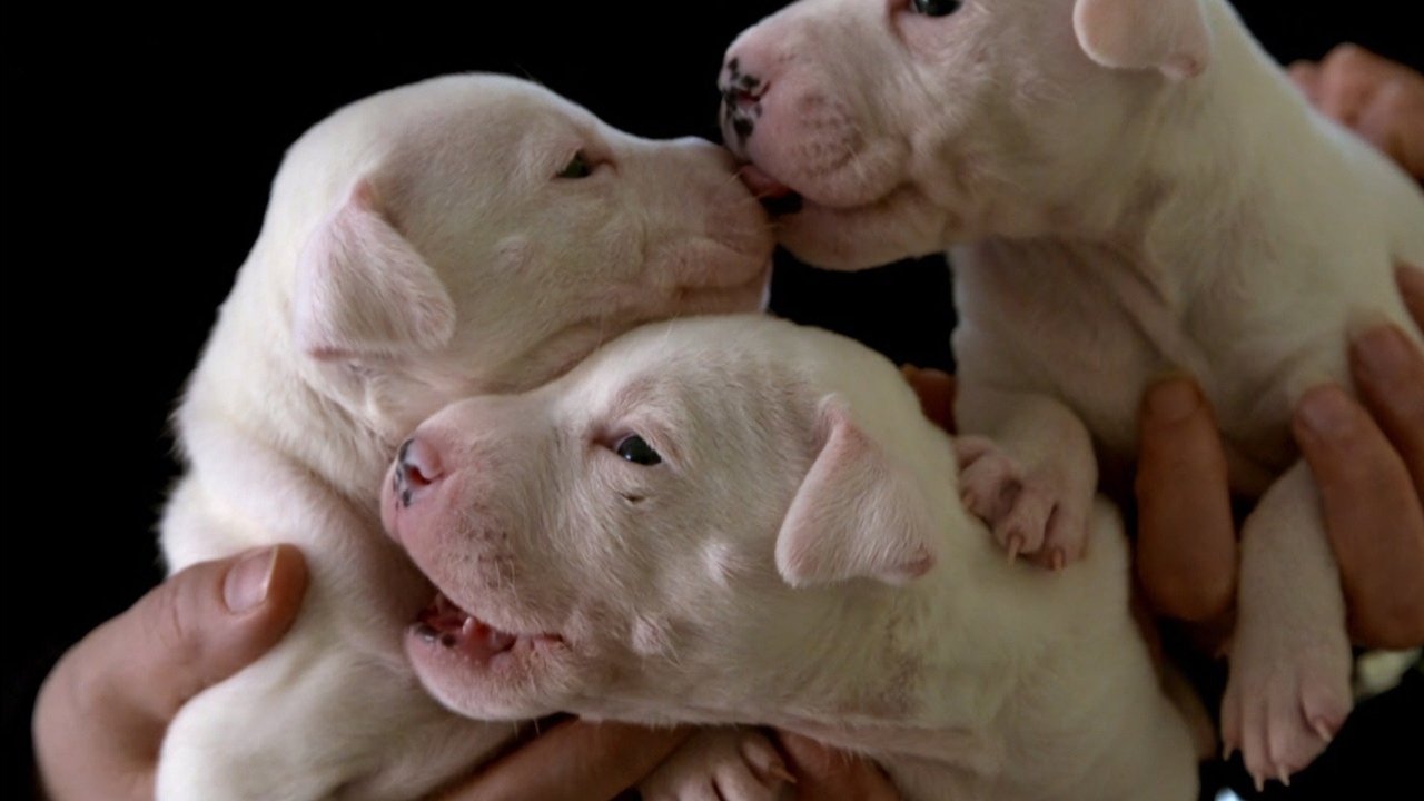 For the Love of Dogs - Season 6 Episode 6 : Episode 6