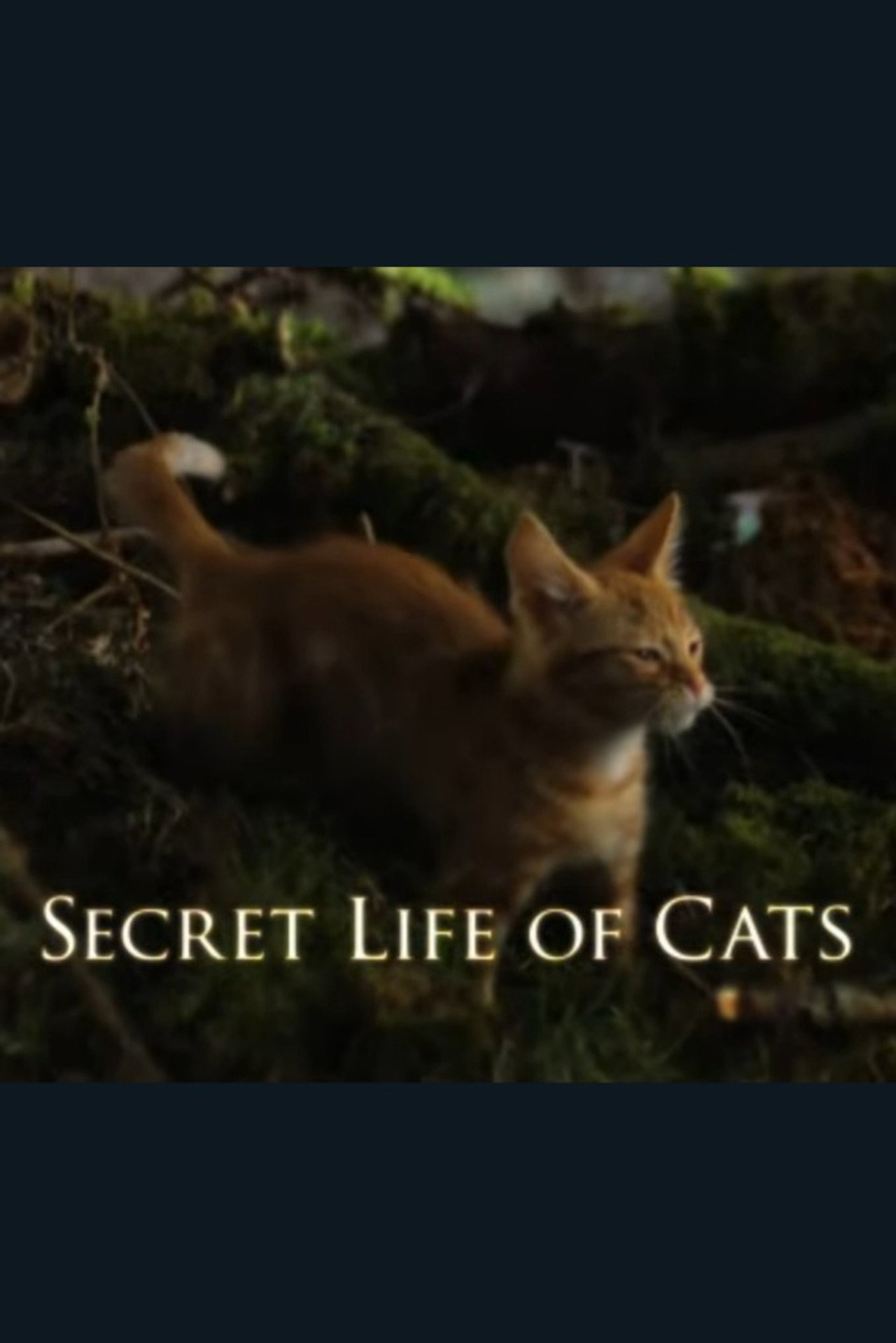 The Secret Life of Cats