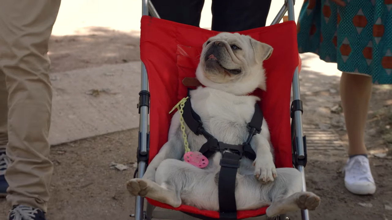 Presque adultes — Le Chien