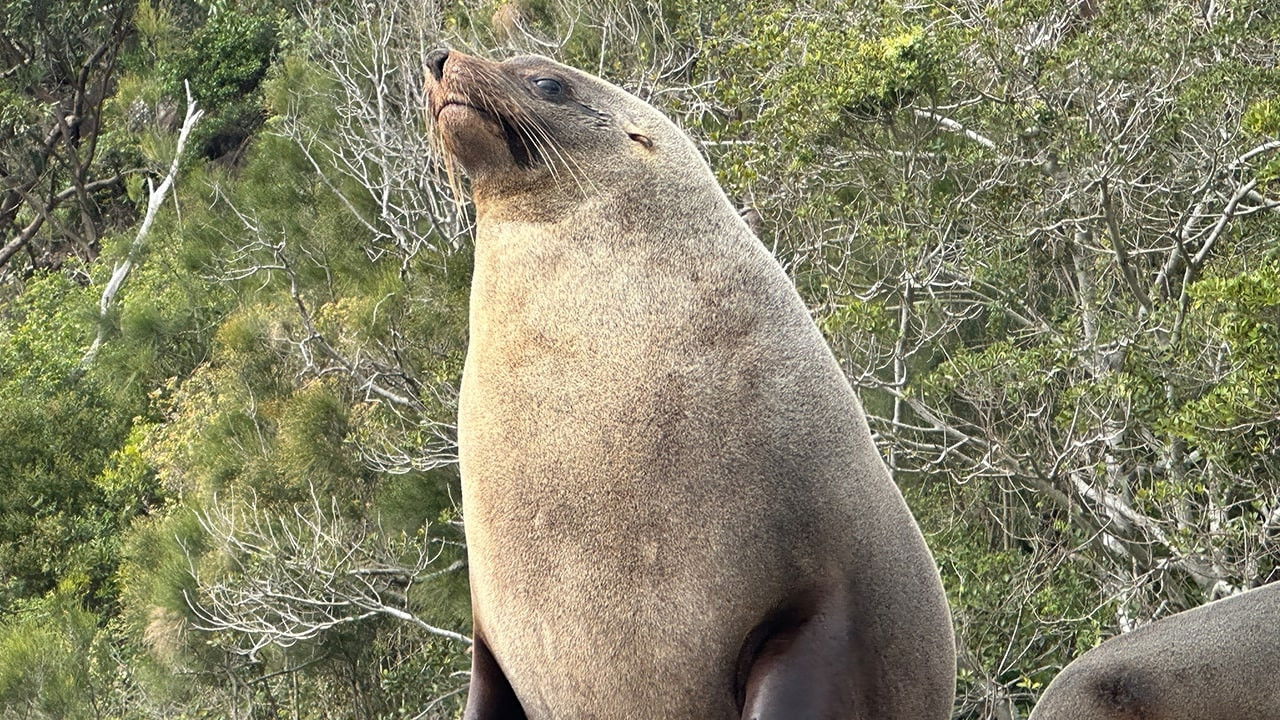 Taronga: Who's Who In The Zoo - Season 6 Episode 3 : Seal Survey