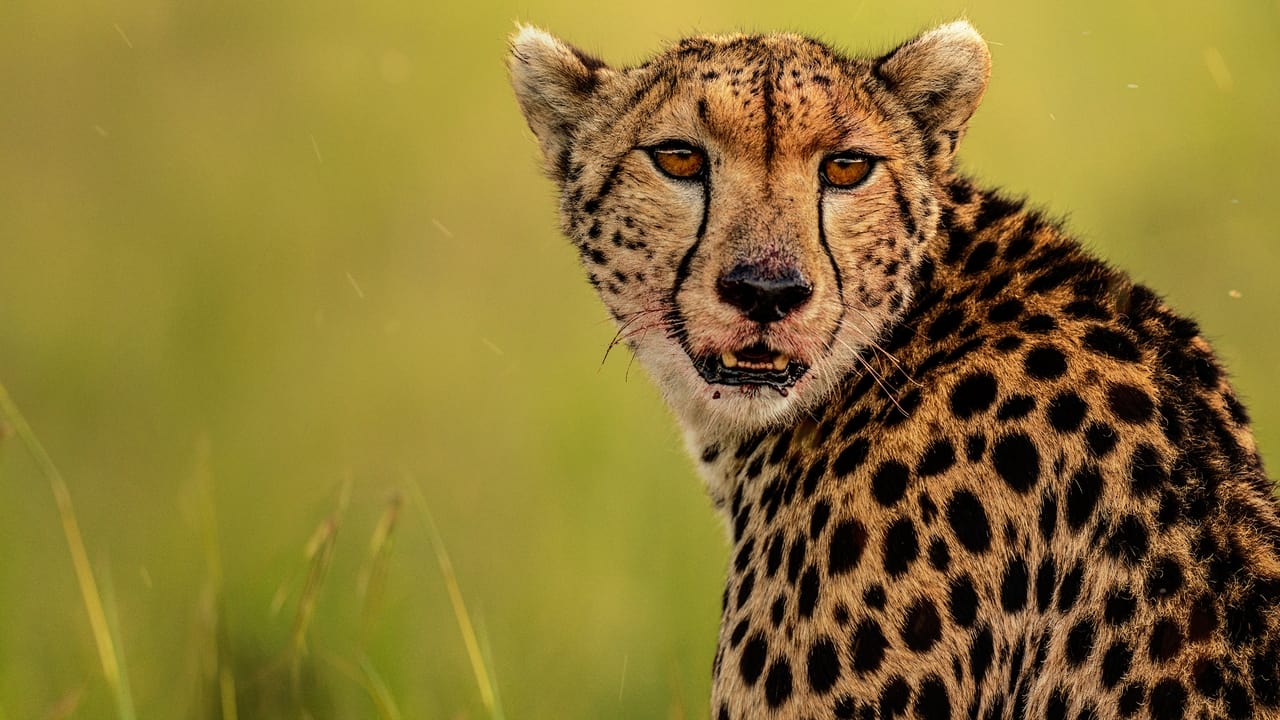 Scen från The Way of the Cheetah