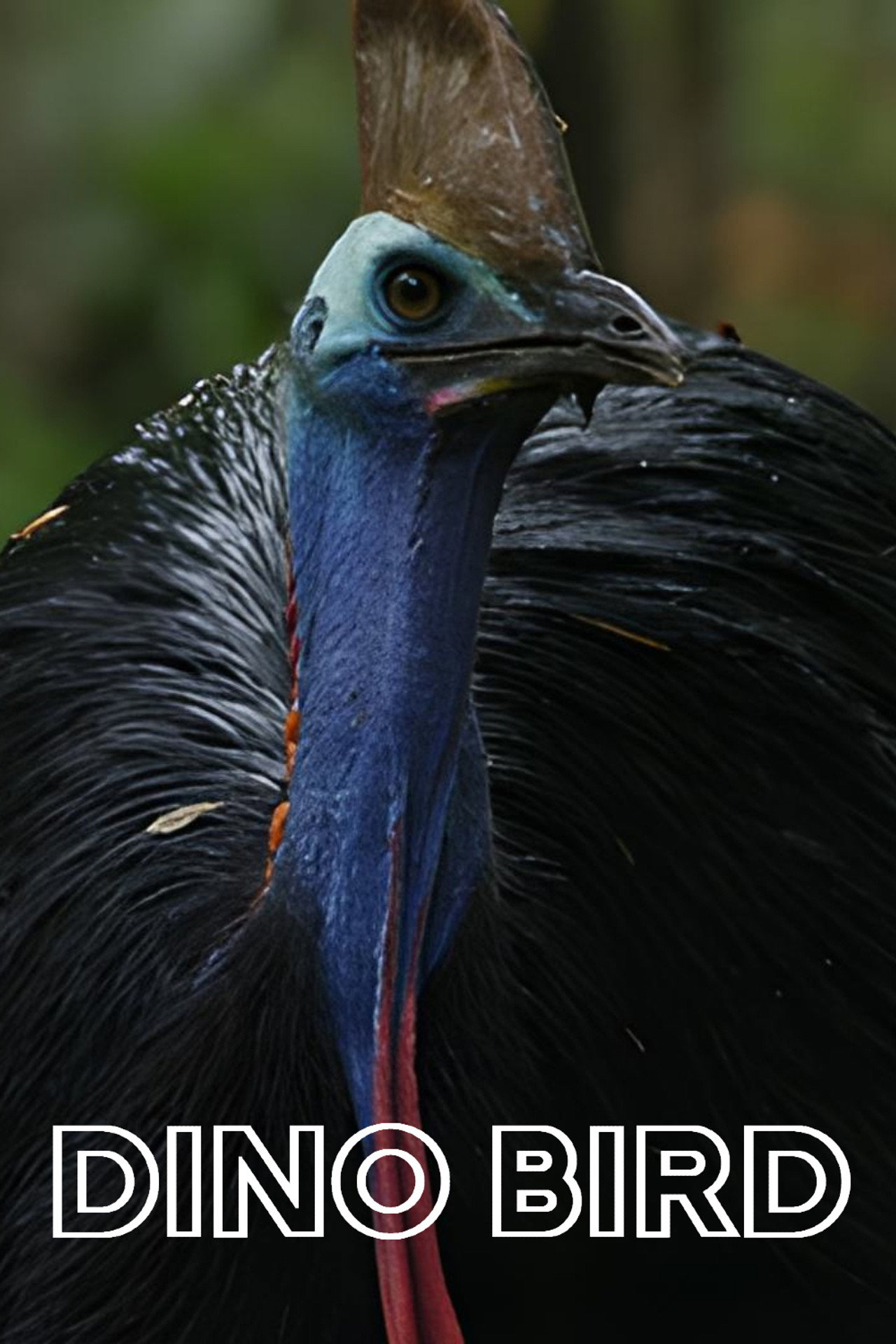 Dino Bird