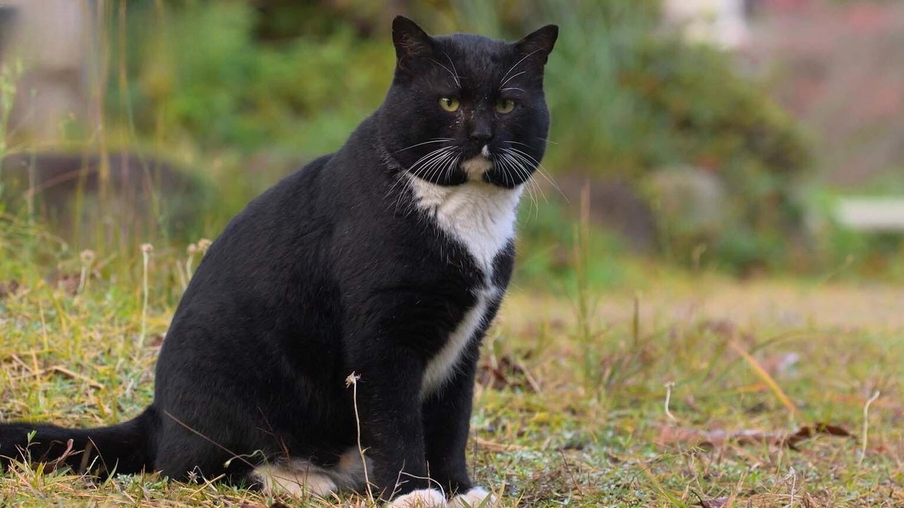 A Cat's-Eye View of Japan - Season 4 Episode 13 : Kagawa: Cats Along a Pilgrimage Route