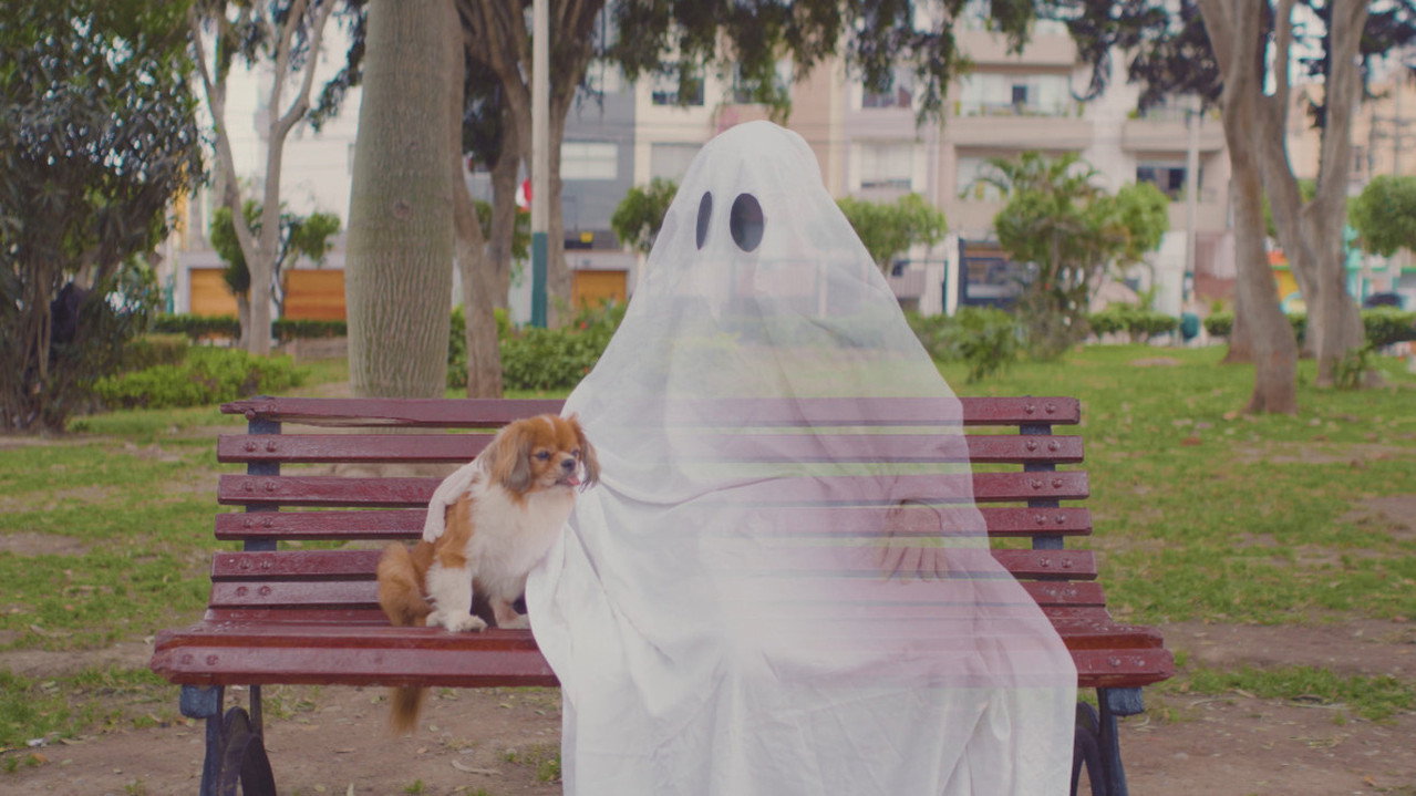 Dogs Being Dogs