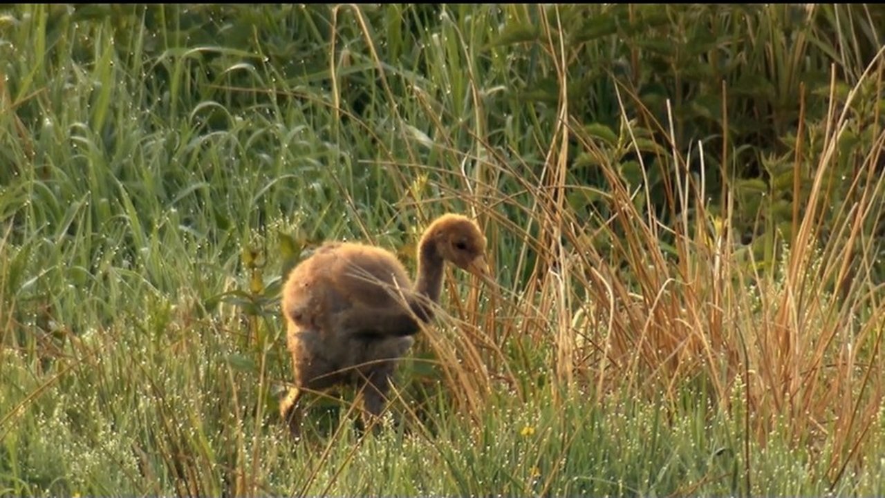 If I Were a Common Crane