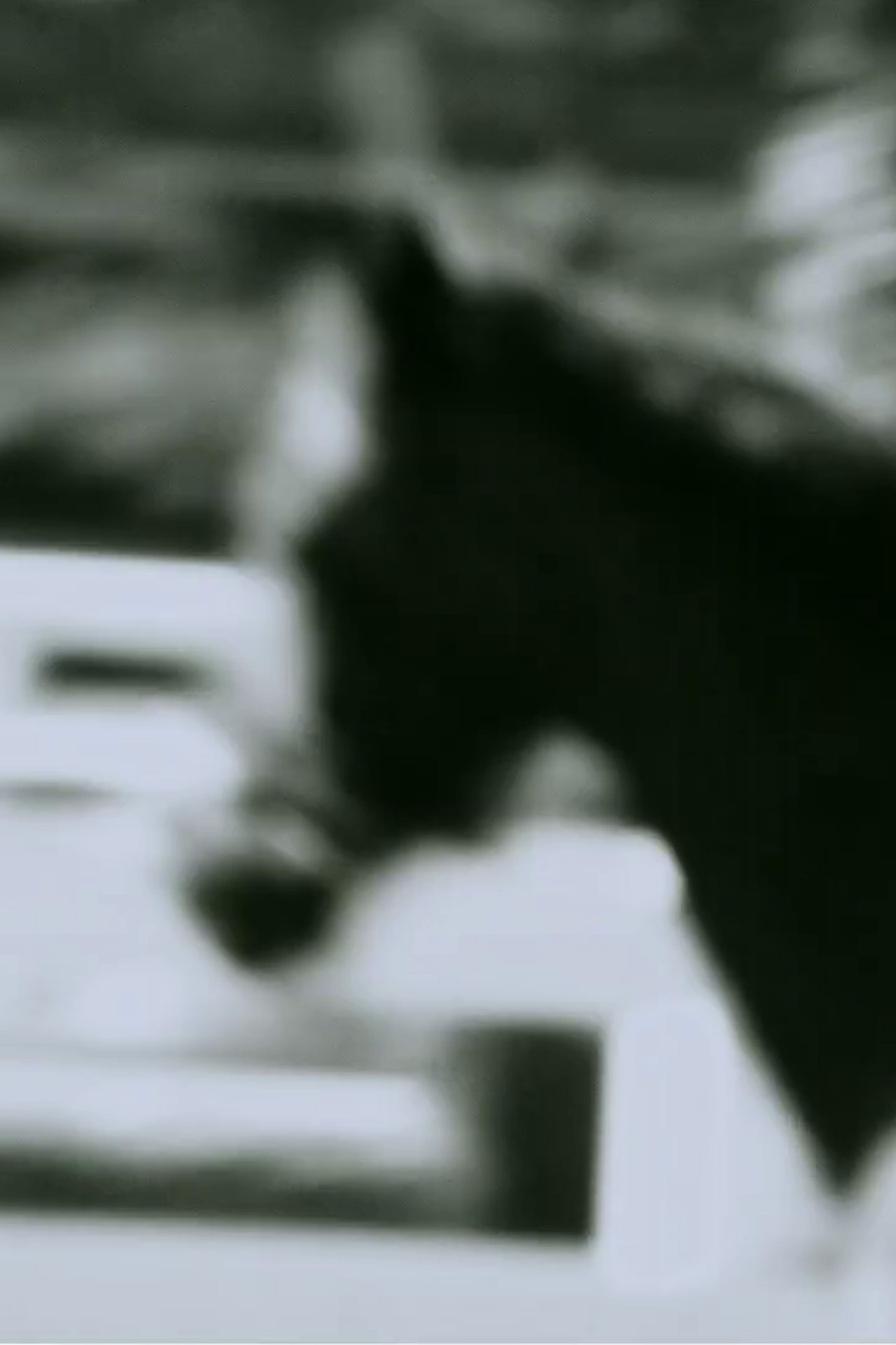 Untitled (Horse) filmaffisch