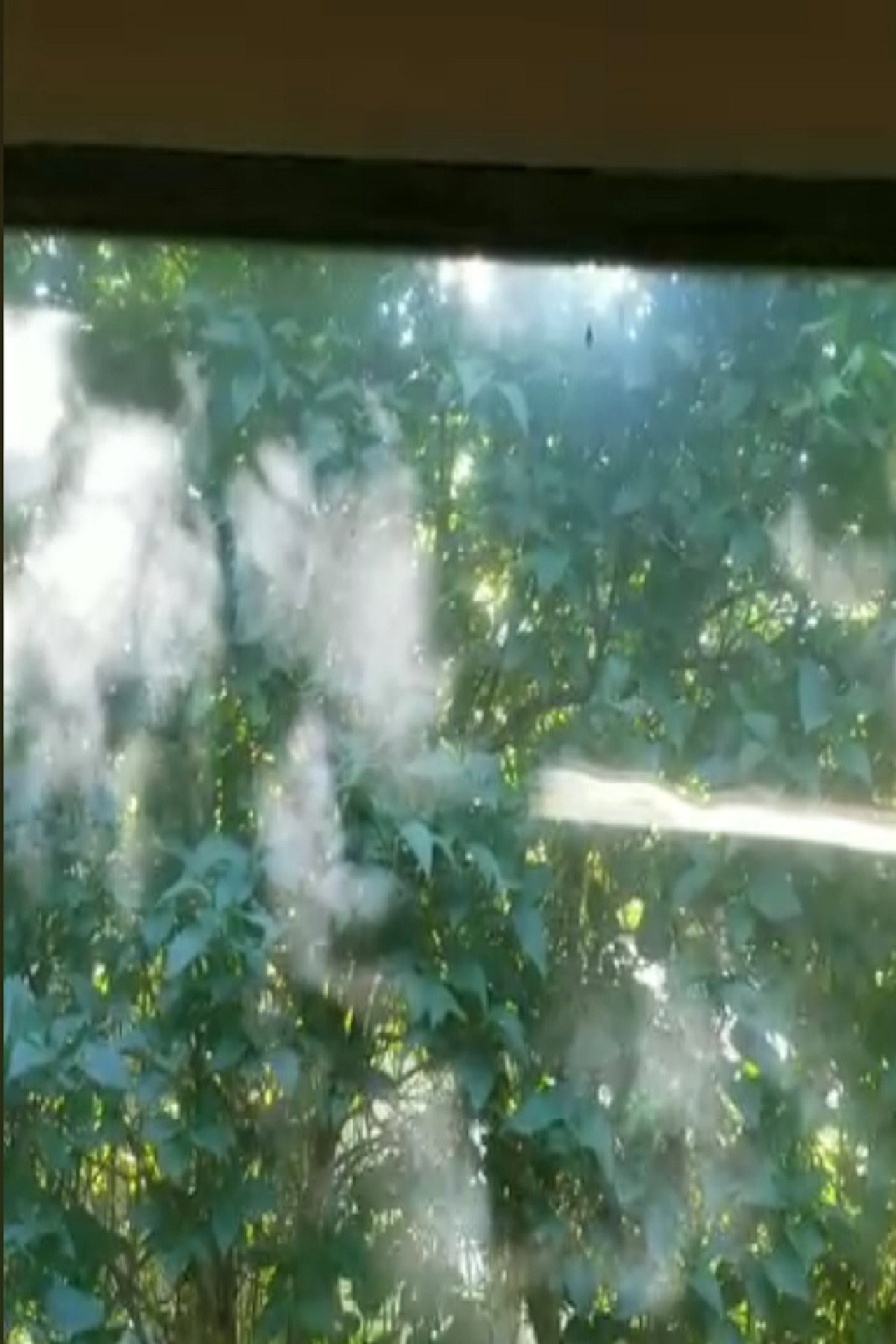 Leaves of Light