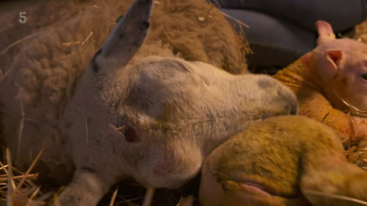 The Yorkshire Vet - Season 14 Episode 9 : Episode 9