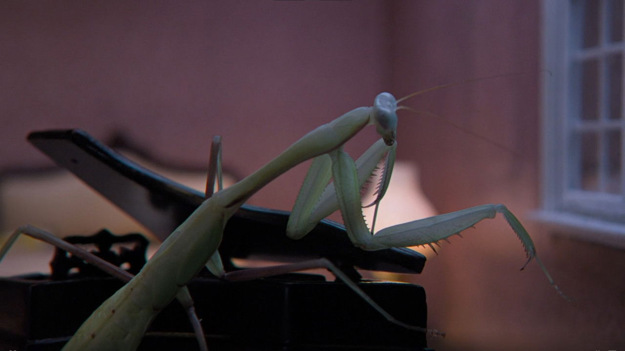 Mad Mieter backdrop image