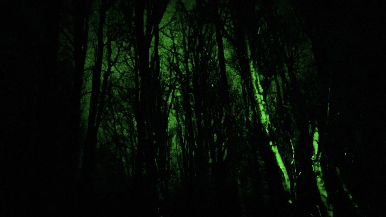 Tree-Seekers - Scene from the film (2026)