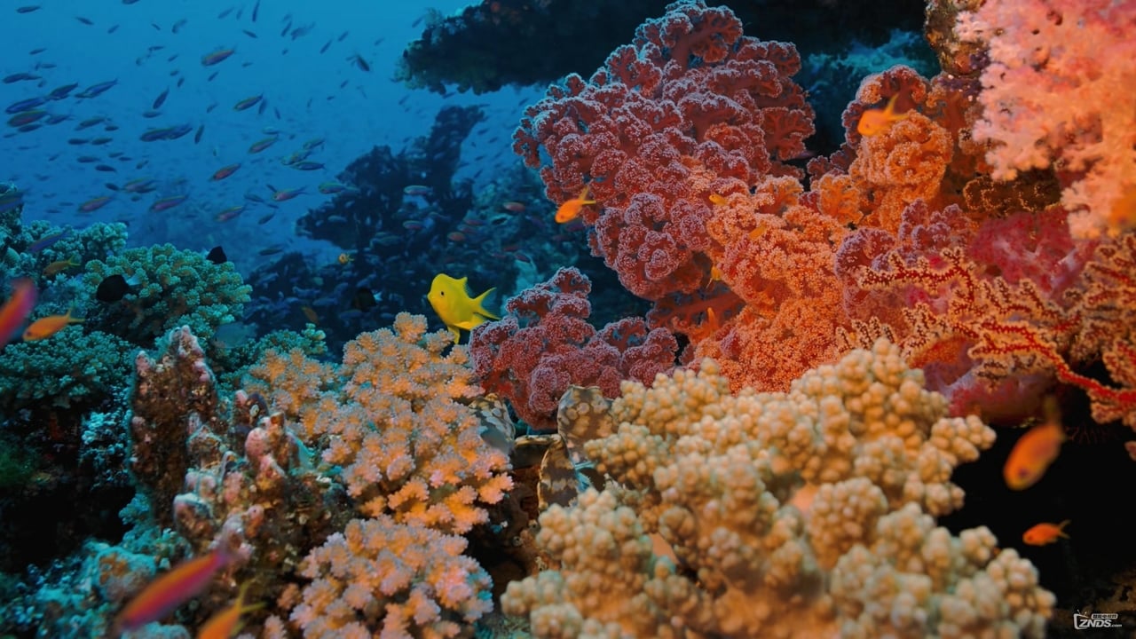 Coral Reef Adventure background