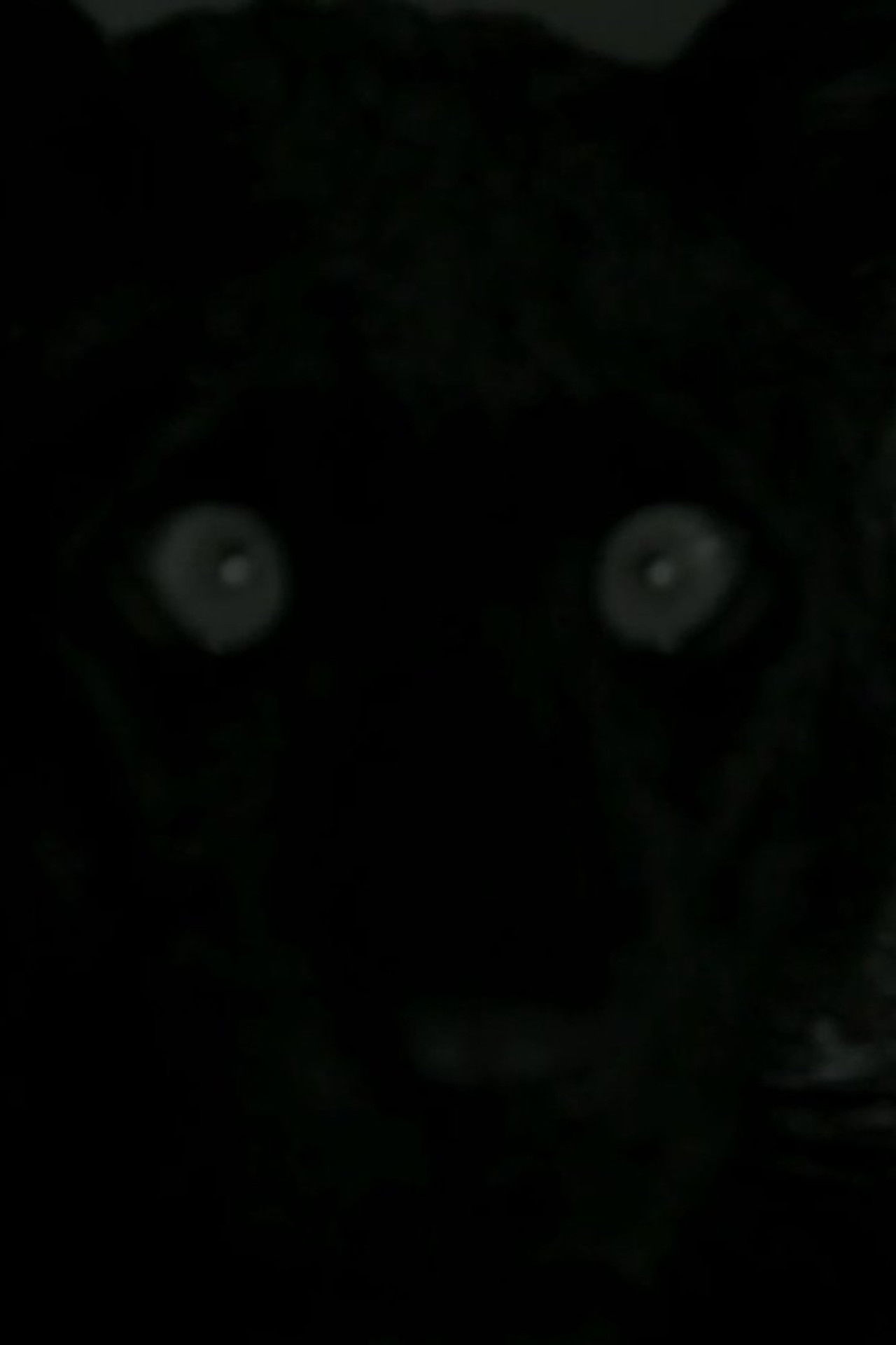 You I Tourneur Backdrop